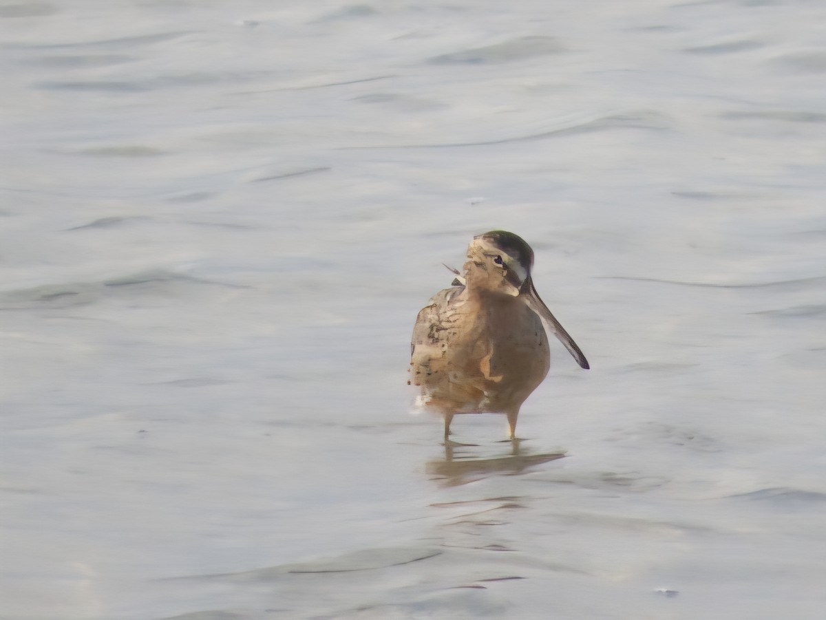 Short-billed Dowitcher - ML639307759
