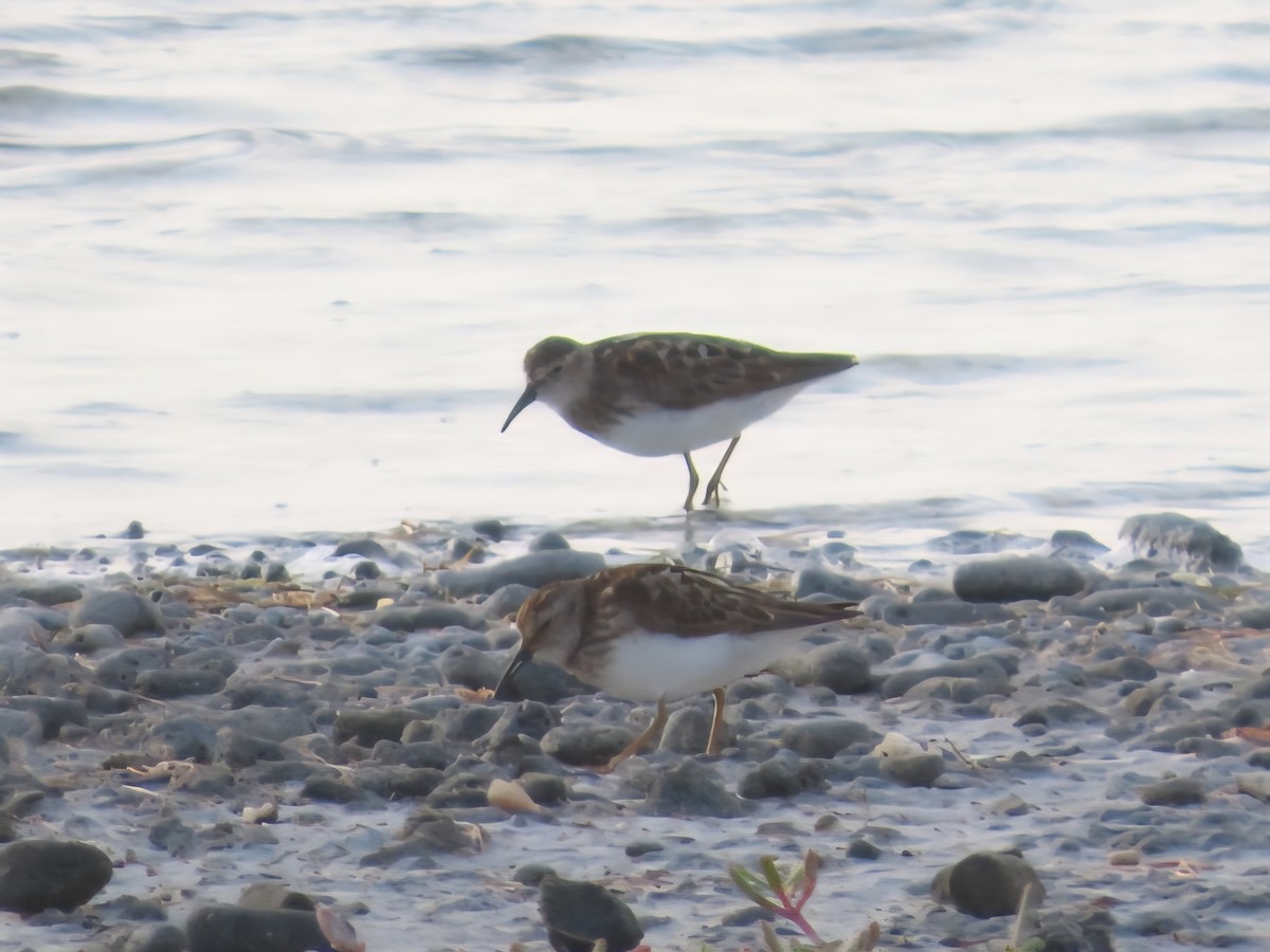 Least Sandpiper - ML639307762