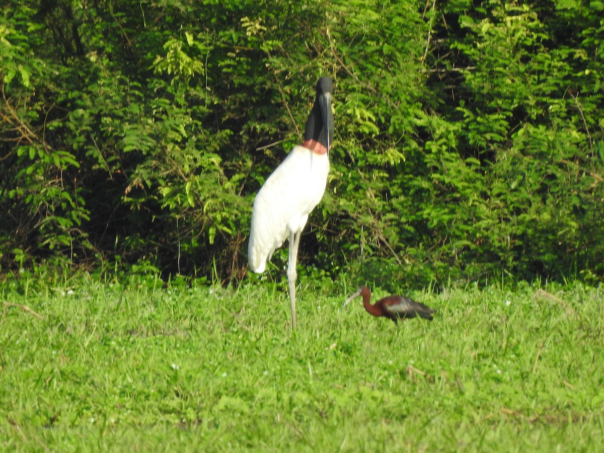 Jabiru - ML639307848