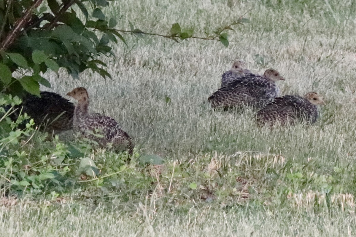 Guajolote Gallipavo - ML639307880