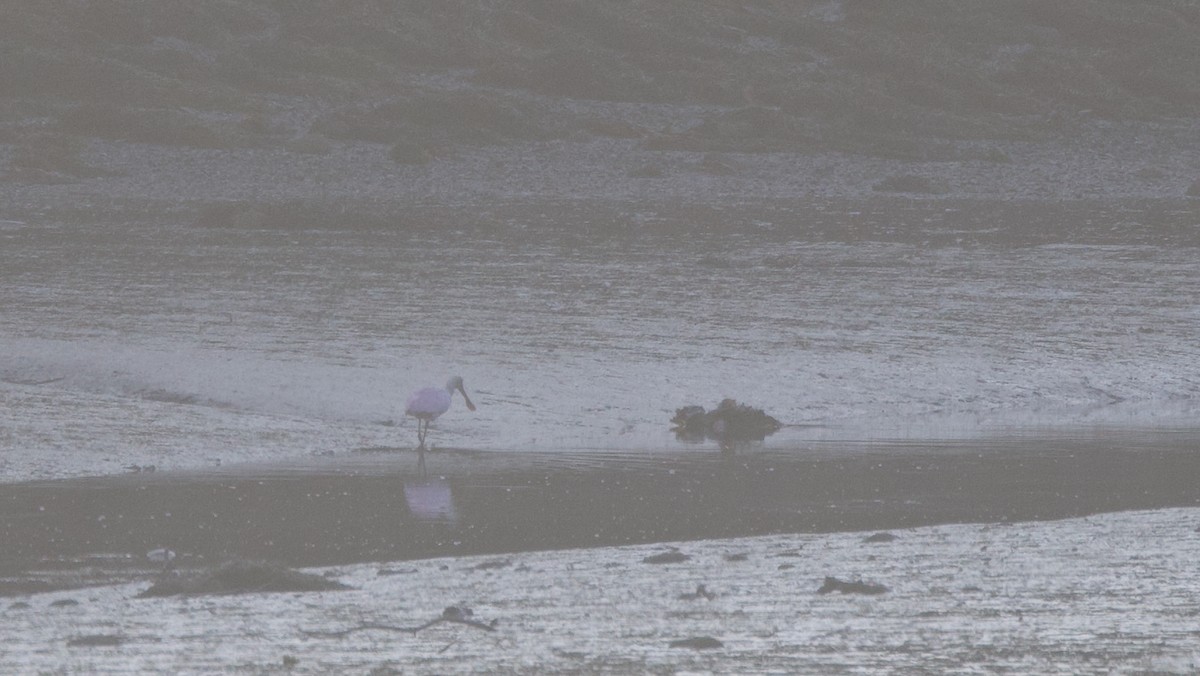 Roseate Spoonbill - ML639308009