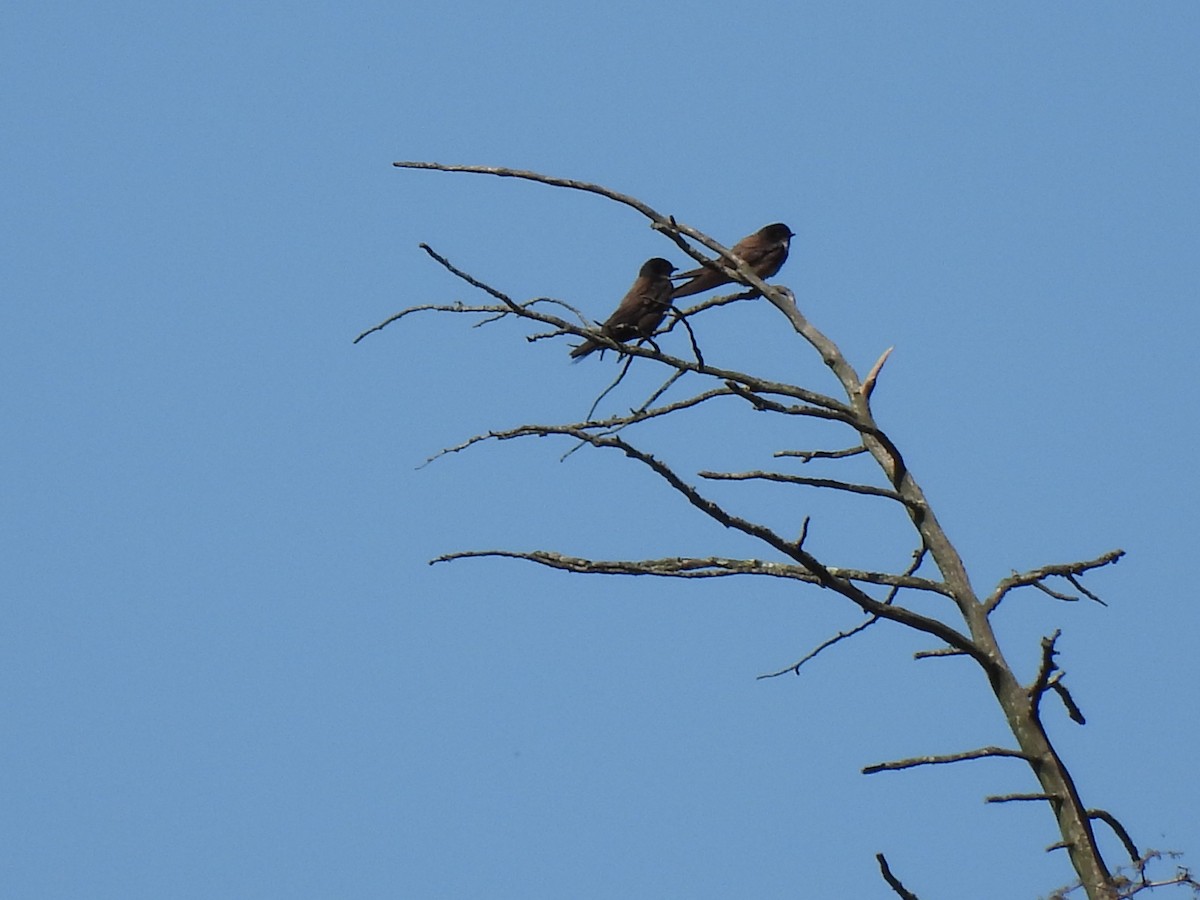 Black-capped Swallow - ML639308032