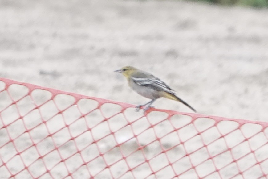 Bullock's Oriole - ML639308217