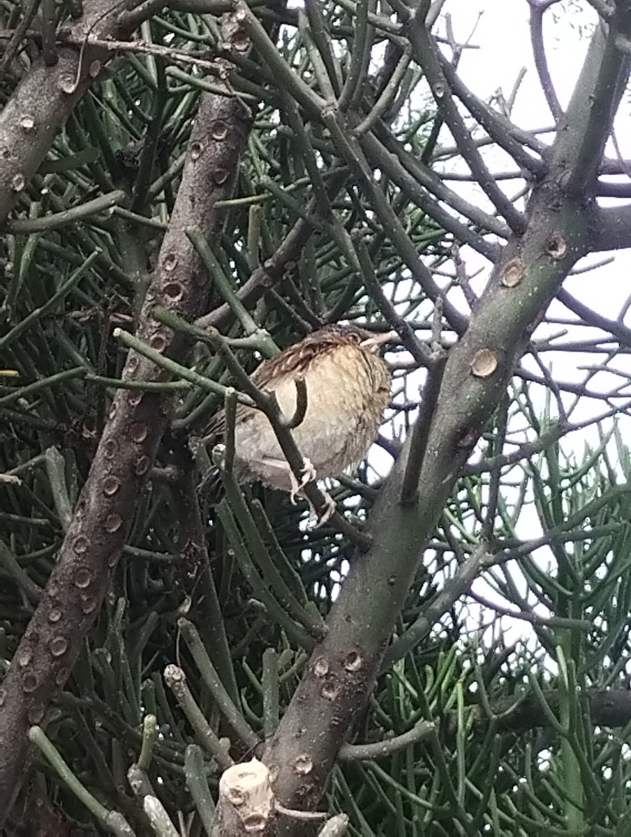 Rufous-backed Robin - ML639308298