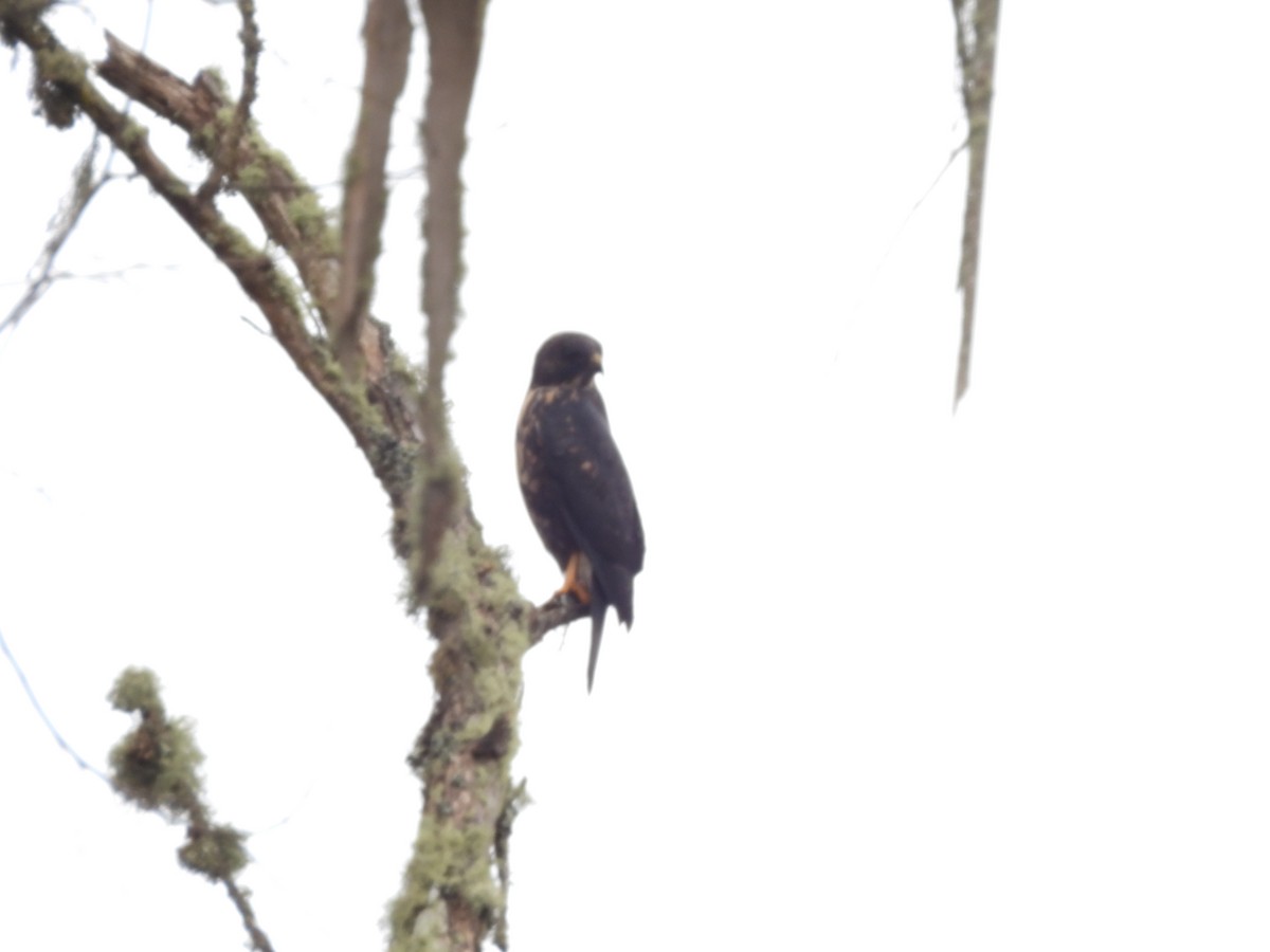 White-rumped Hawk - ML639308503