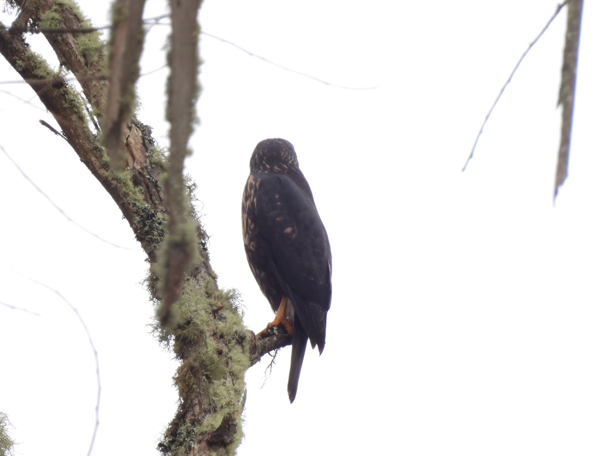 White-rumped Hawk - ML639308504