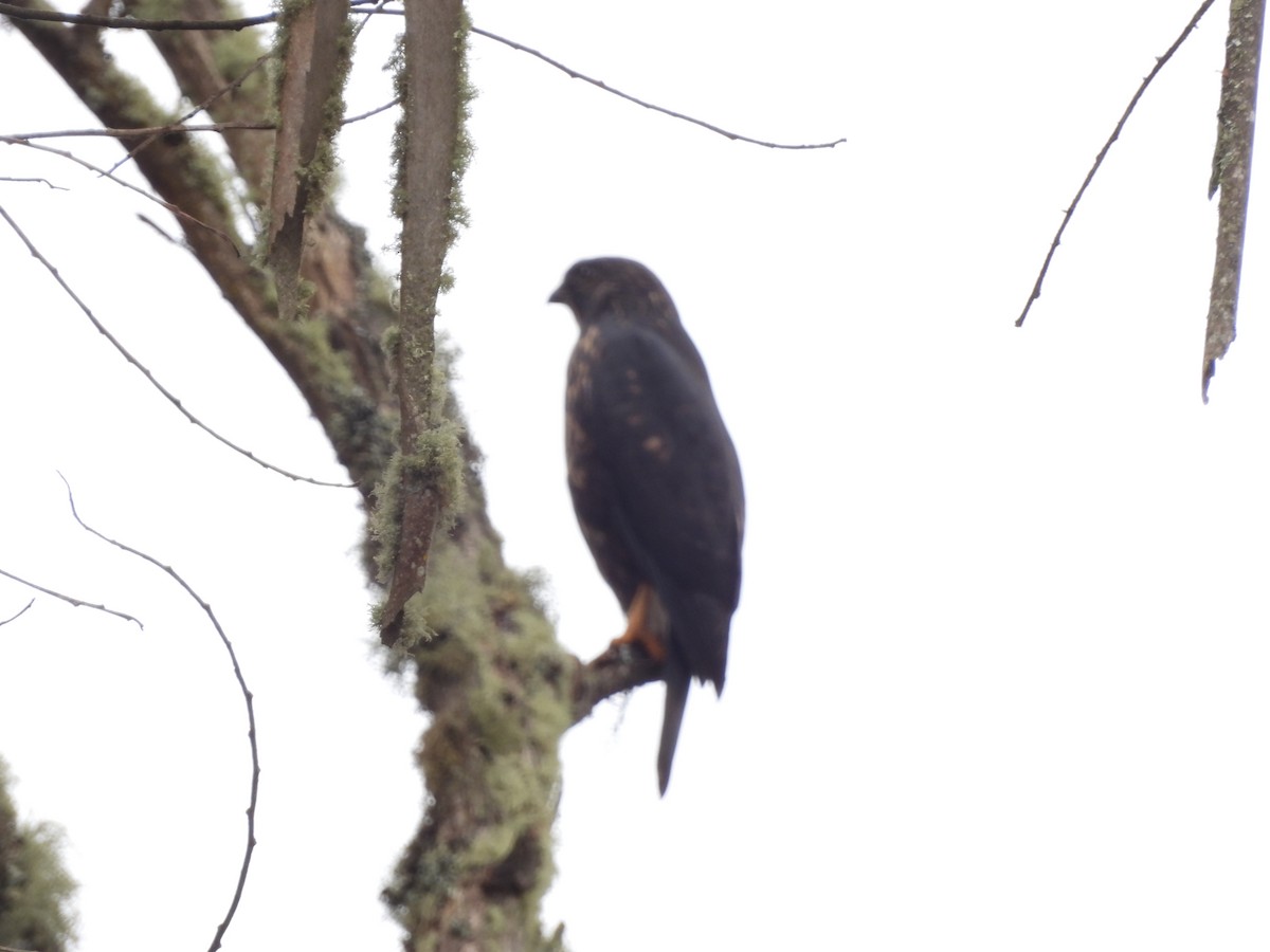 White-rumped Hawk - ML639308505