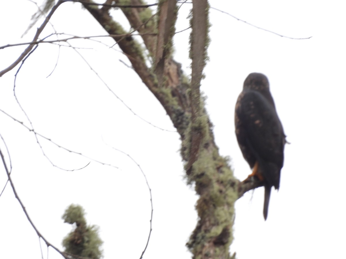 White-rumped Hawk - ML639308506