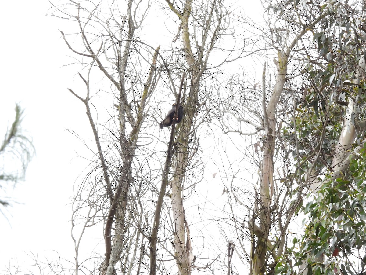 White-rumped Hawk - ML639308507