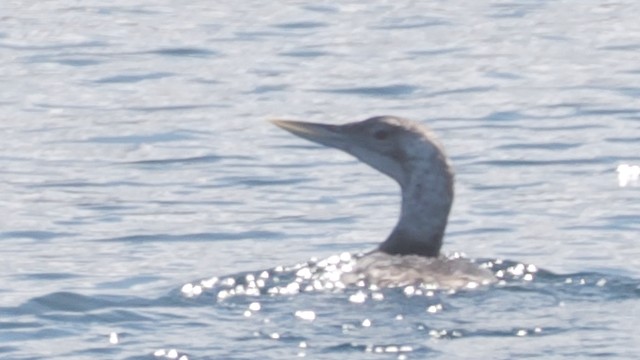gulnebblom - ML639308516