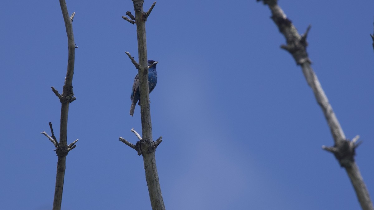 Indigo Bunting - ML639308517
