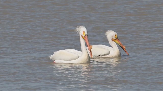American White Pelican - ML639308578