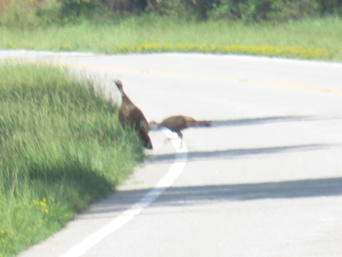 Wild Turkey - ML639308713