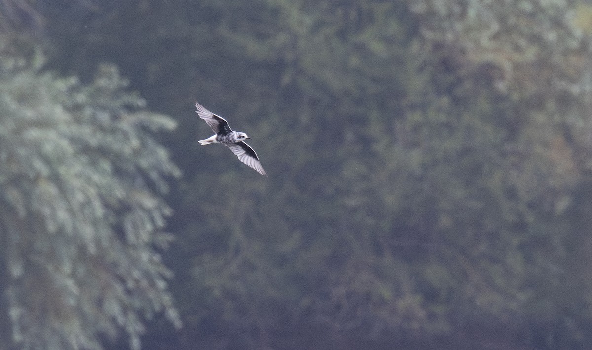 White-winged Tern - ML639308731