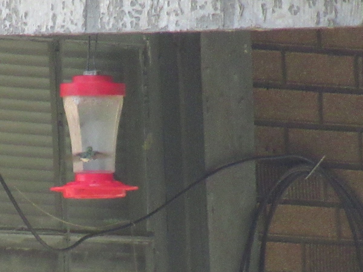 Ruby-throated Hummingbird - ML639308735