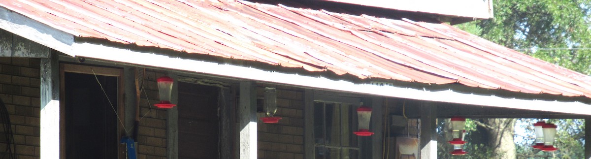 Ruby-throated Hummingbird - ML639308752