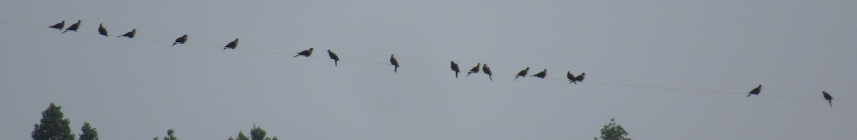 Mourning Dove - ML639308765