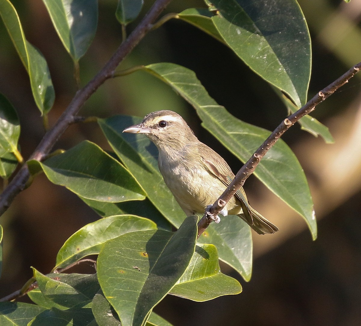 Yucatan Vireo - ML639308958
