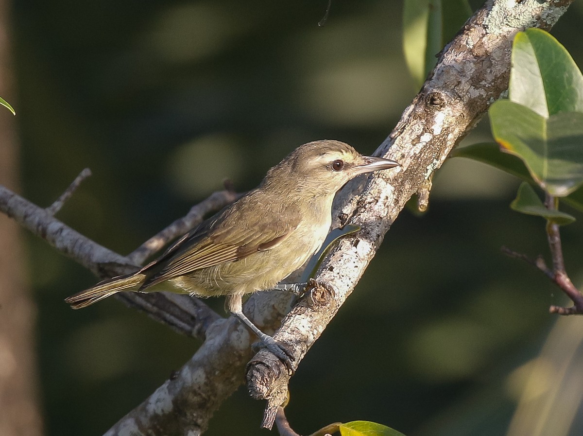 Yucatan Vireo - ML639308965