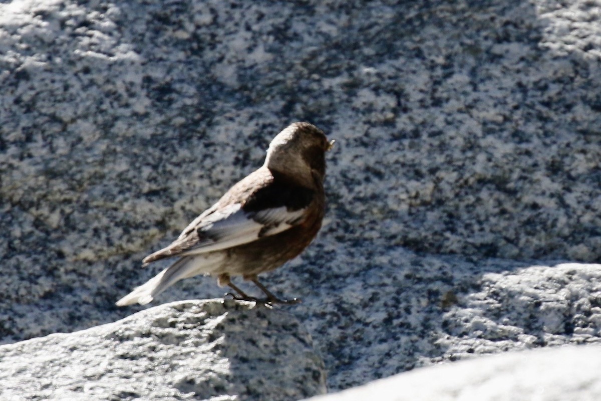 Asian Rosy-Finch - ML639309149