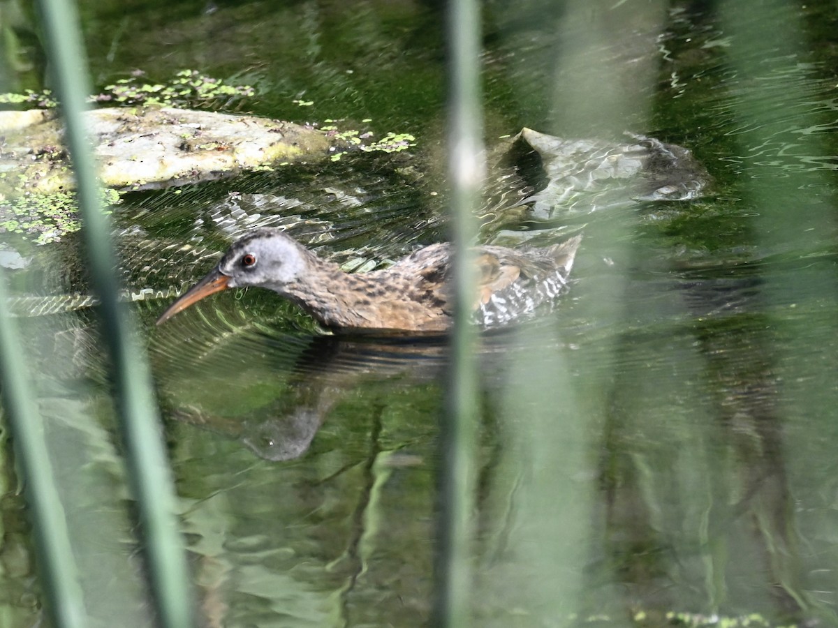 Virginia Rail - ML639309241