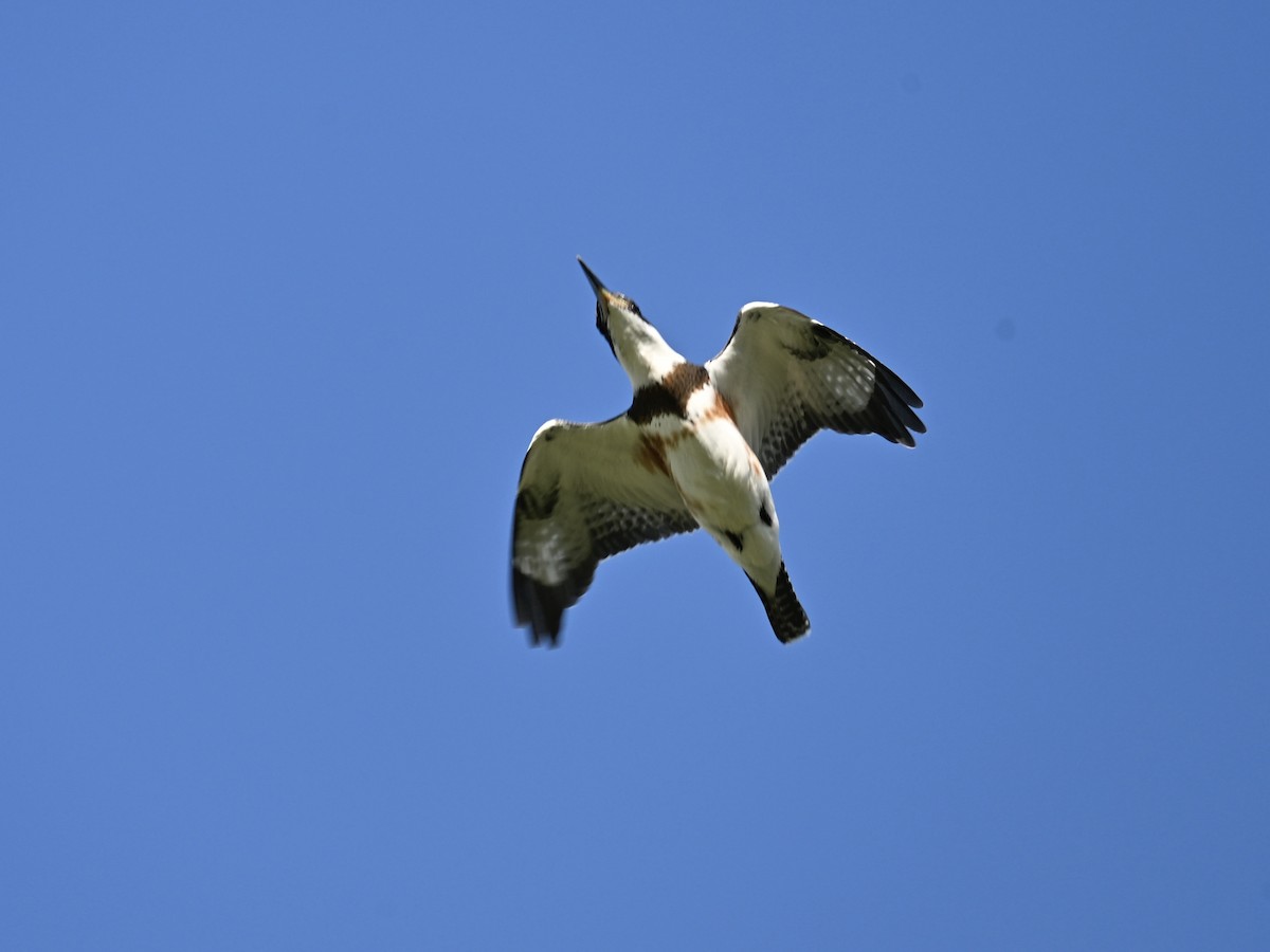 Belted Kingfisher - ML639309282