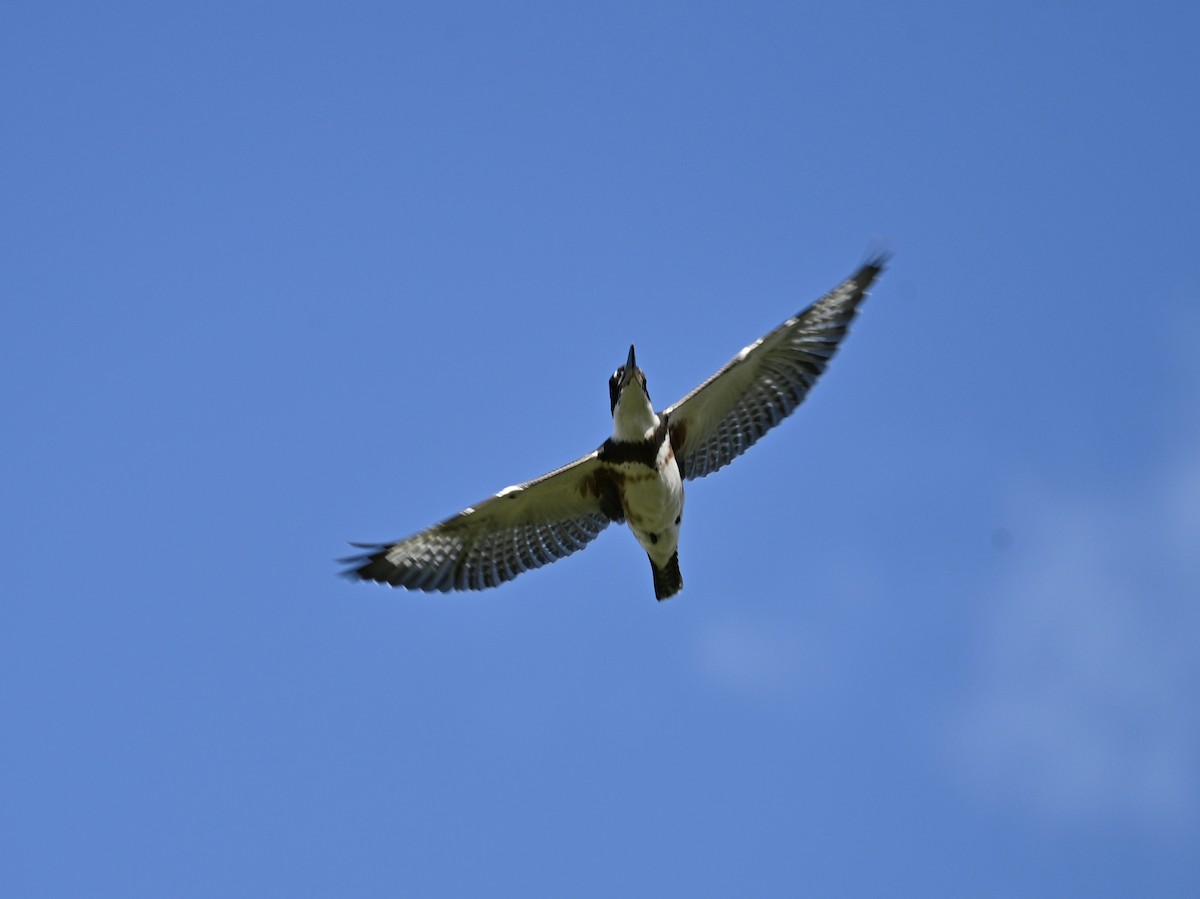 Belted Kingfisher - ML639309283