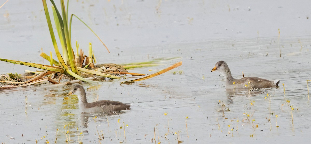 Common Gallinule - ML639309316