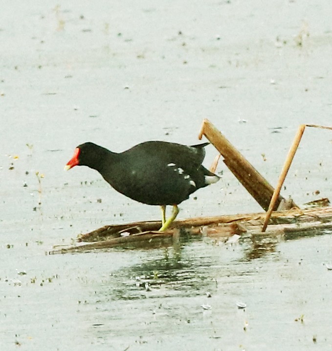 Common Gallinule - ML639309338