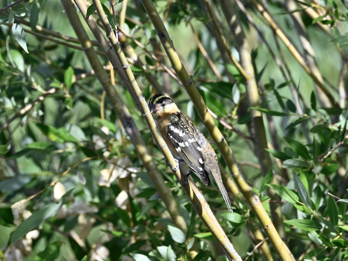 Black-headed Grosbeak - ML639309381