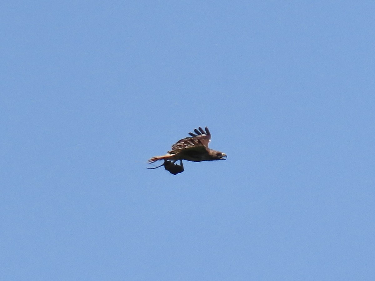 Red-tailed Hawk (borealis) - ML639309520