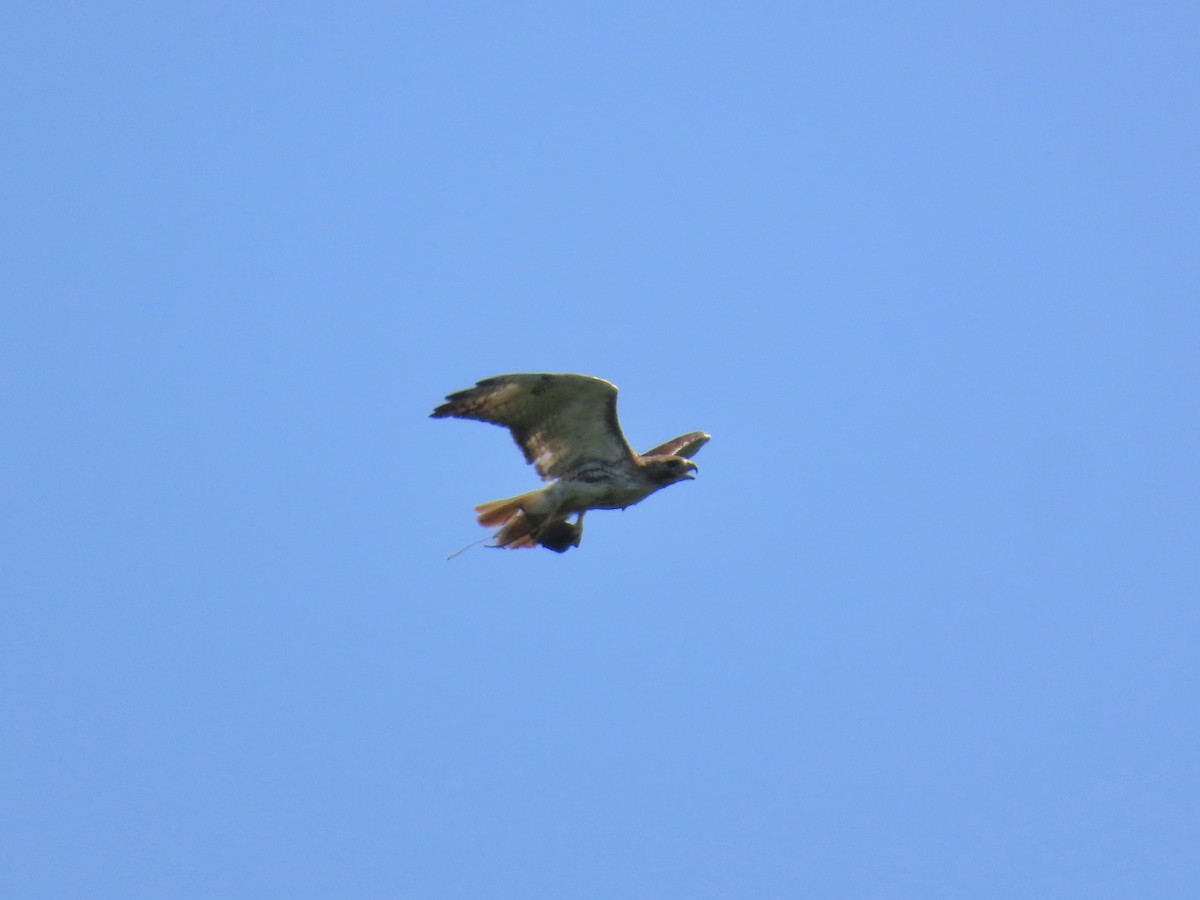 Red-tailed Hawk (borealis) - ML639309522