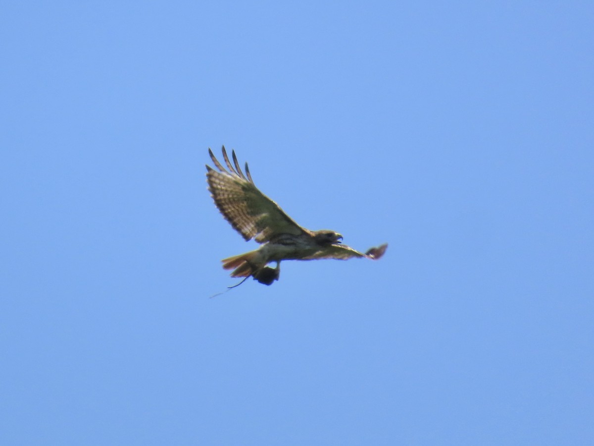 Red-tailed Hawk (borealis) - ML639309523