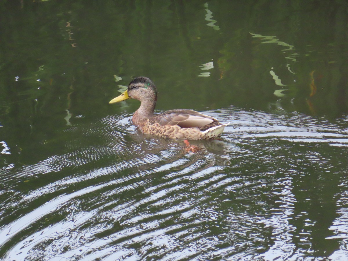 Mallard - ML639309581