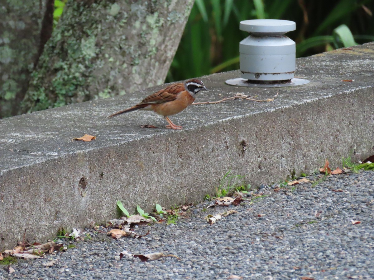 Meadow Bunting - ML639309590
