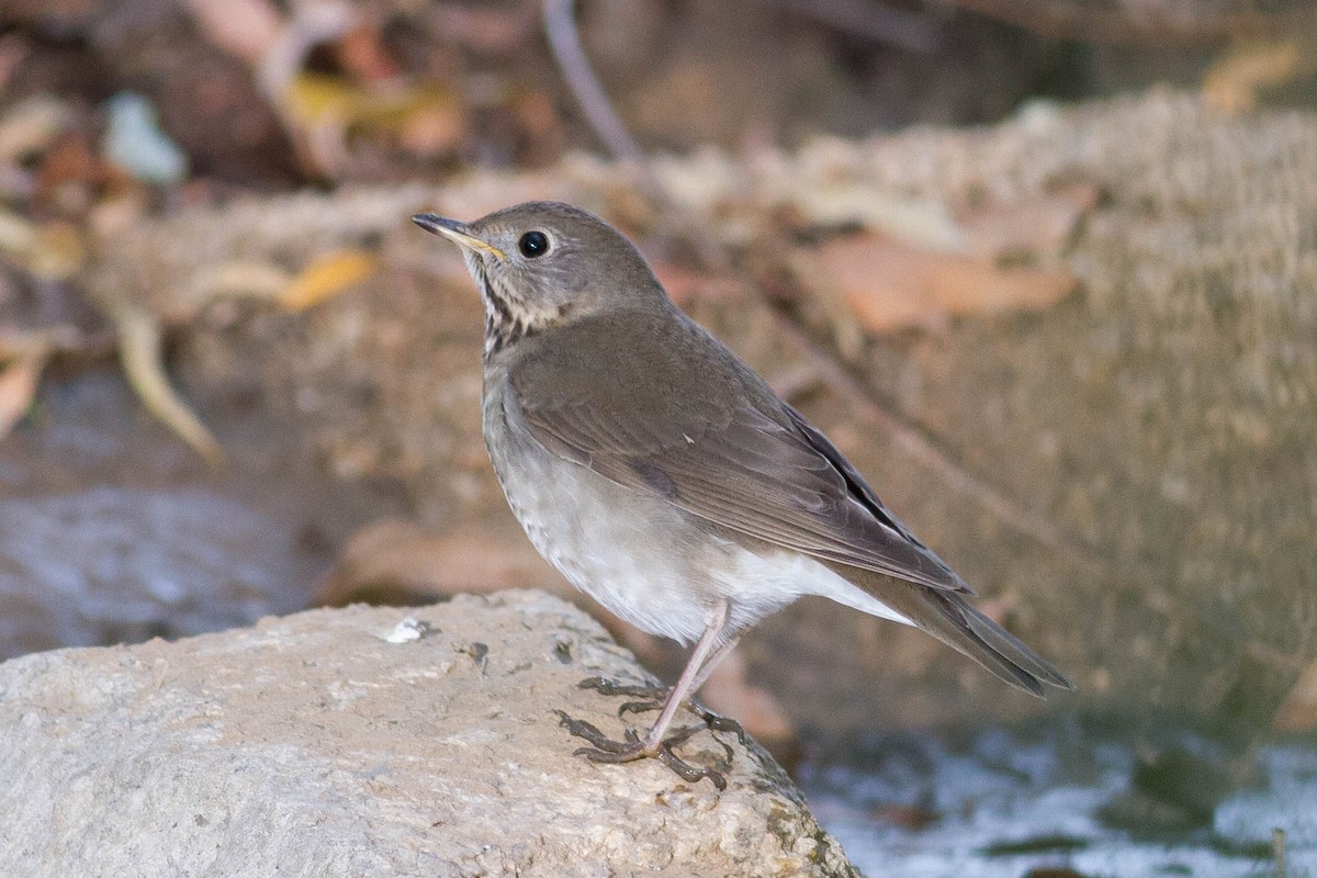 Gray-cheeked Thrush - ML639309616