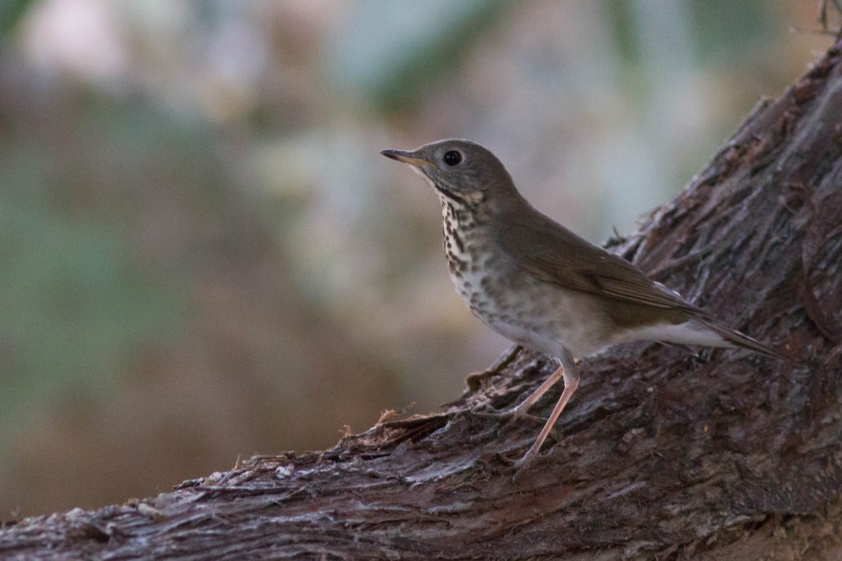Gray-cheeked Thrush - ML639309642