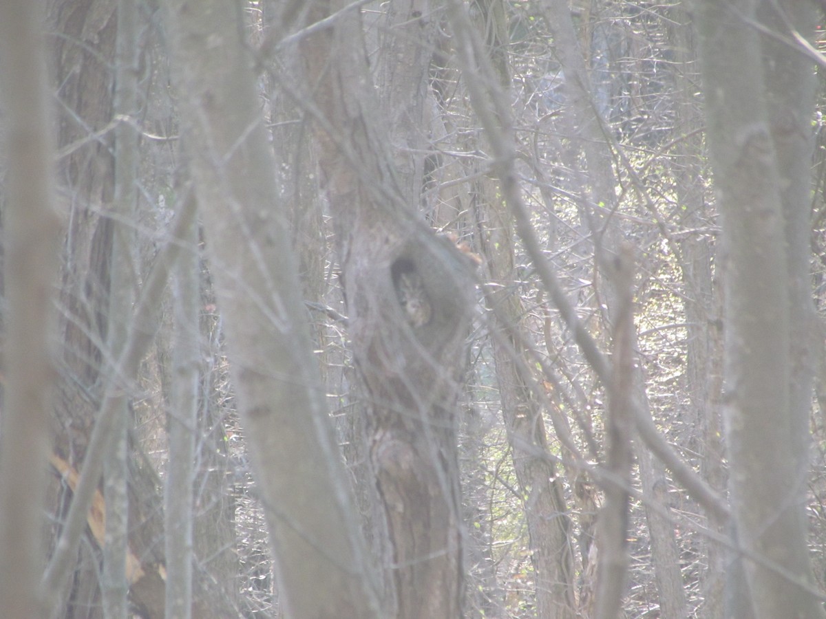 Eastern Screech-Owl - ML639309875
