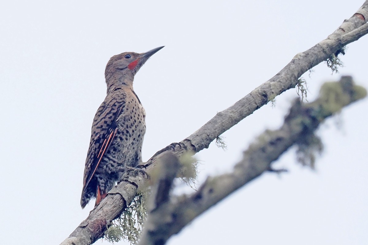 Northern Flicker - ML639309903