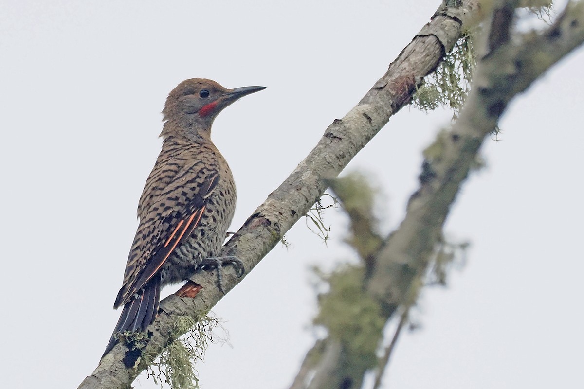 Northern Flicker - ML639309904