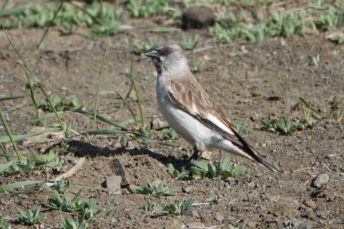 Цасны божрог - ML639310155