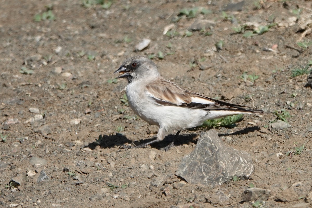 Цасны божрог - ML639310168