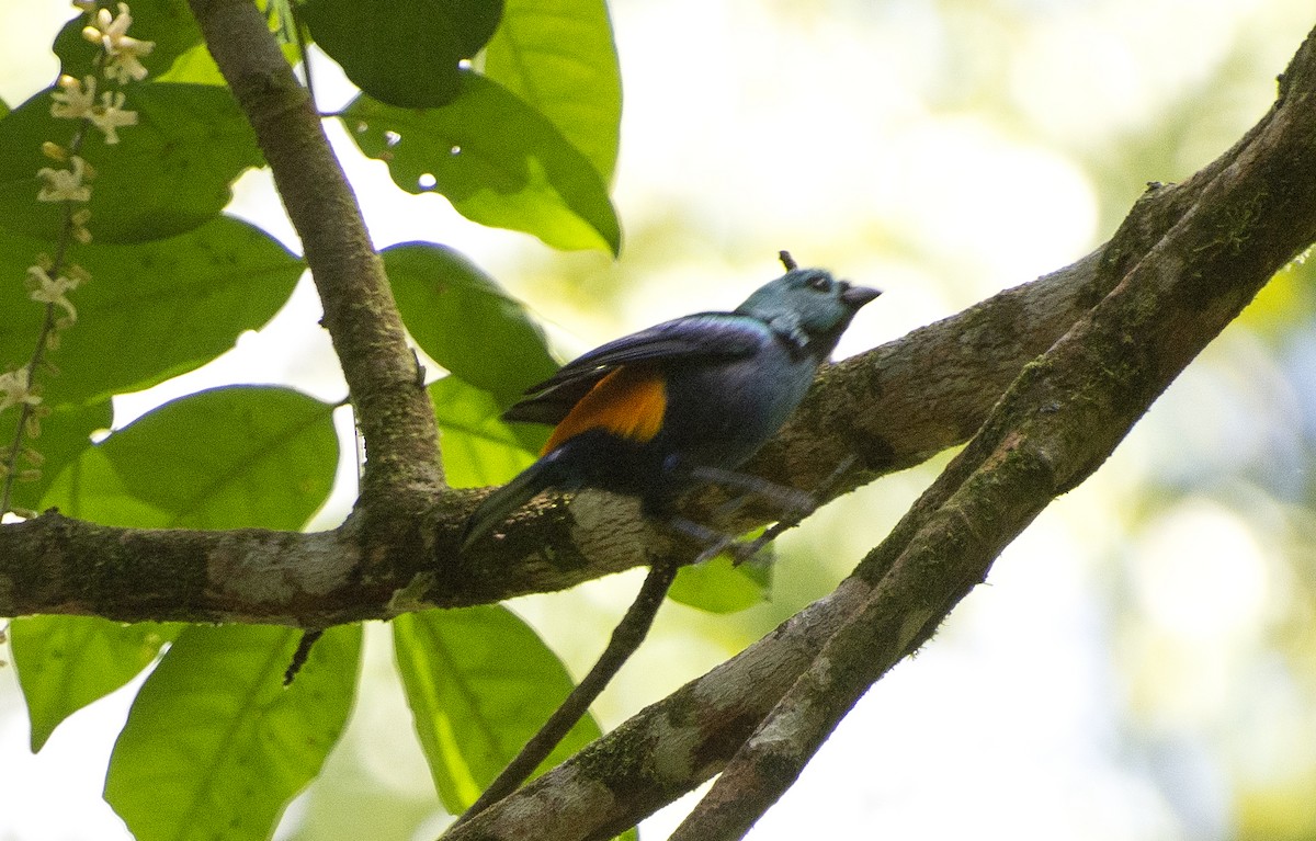 Seven-colored Tanager - ML639310212
