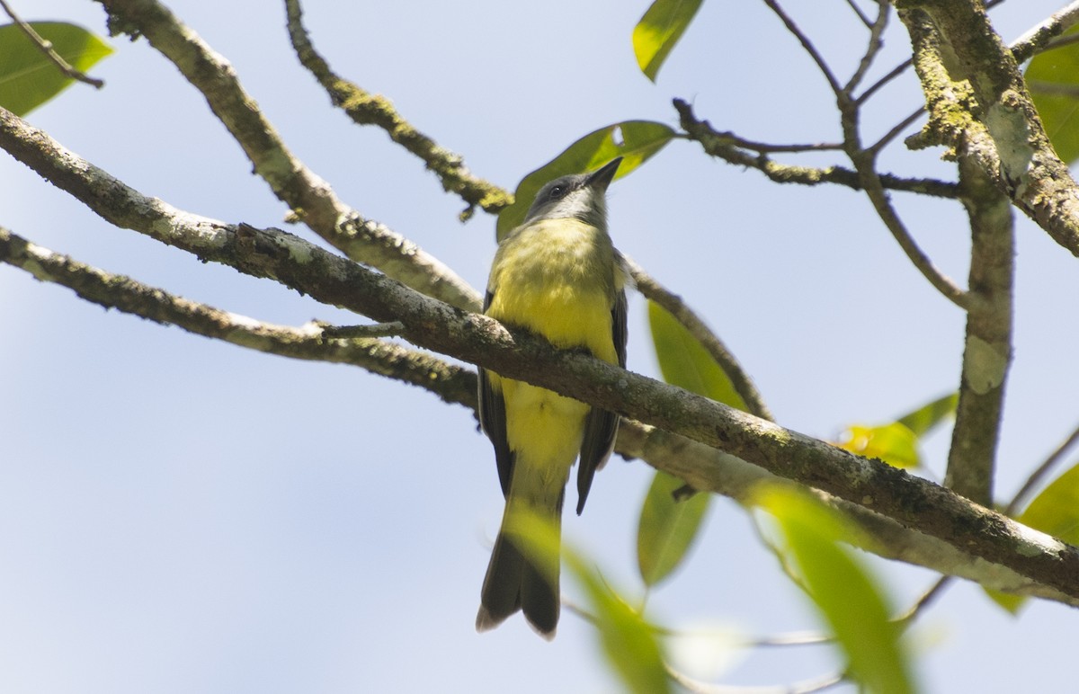 Tropical Kingbird - ML639310223