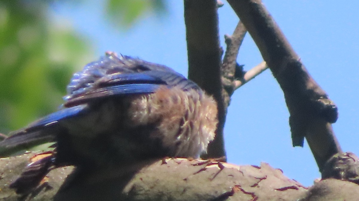 Eastern Bluebird - ML639310227