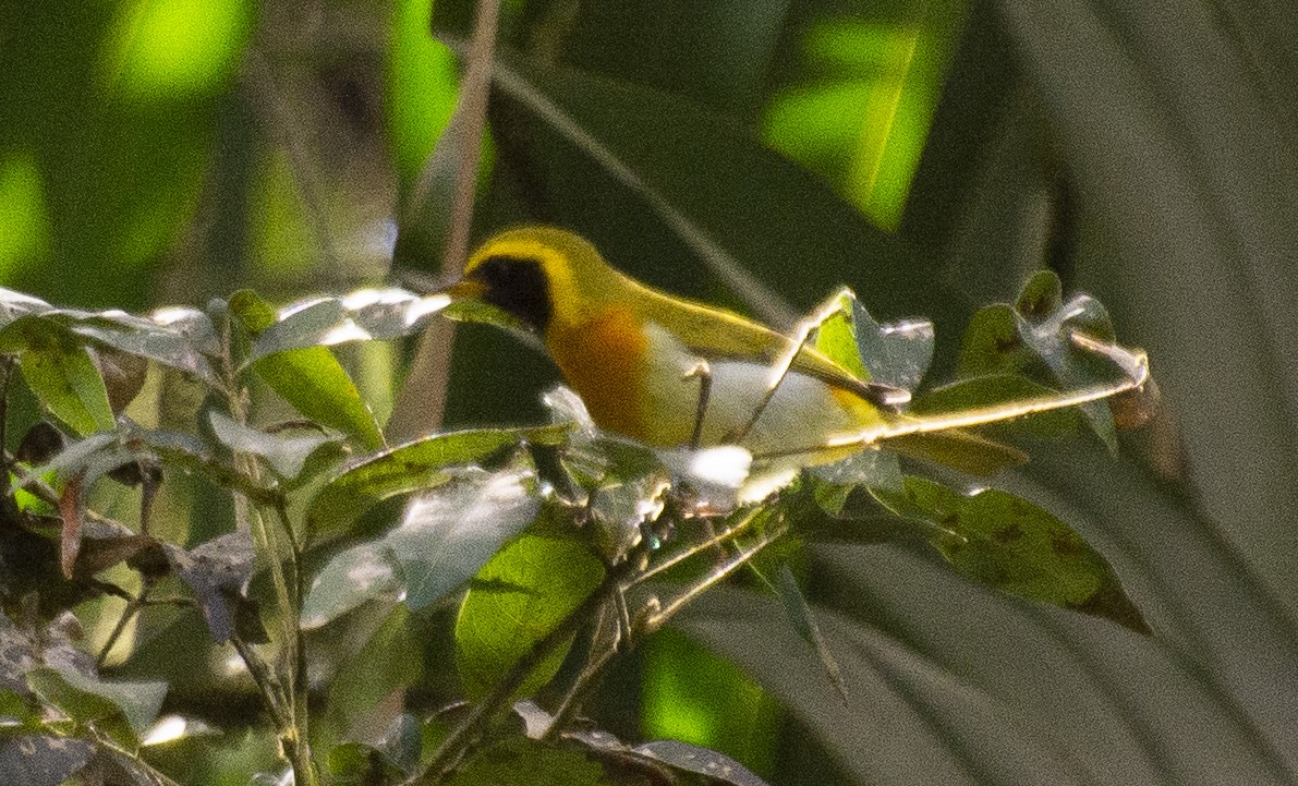 Guira Tanager - ML639310248