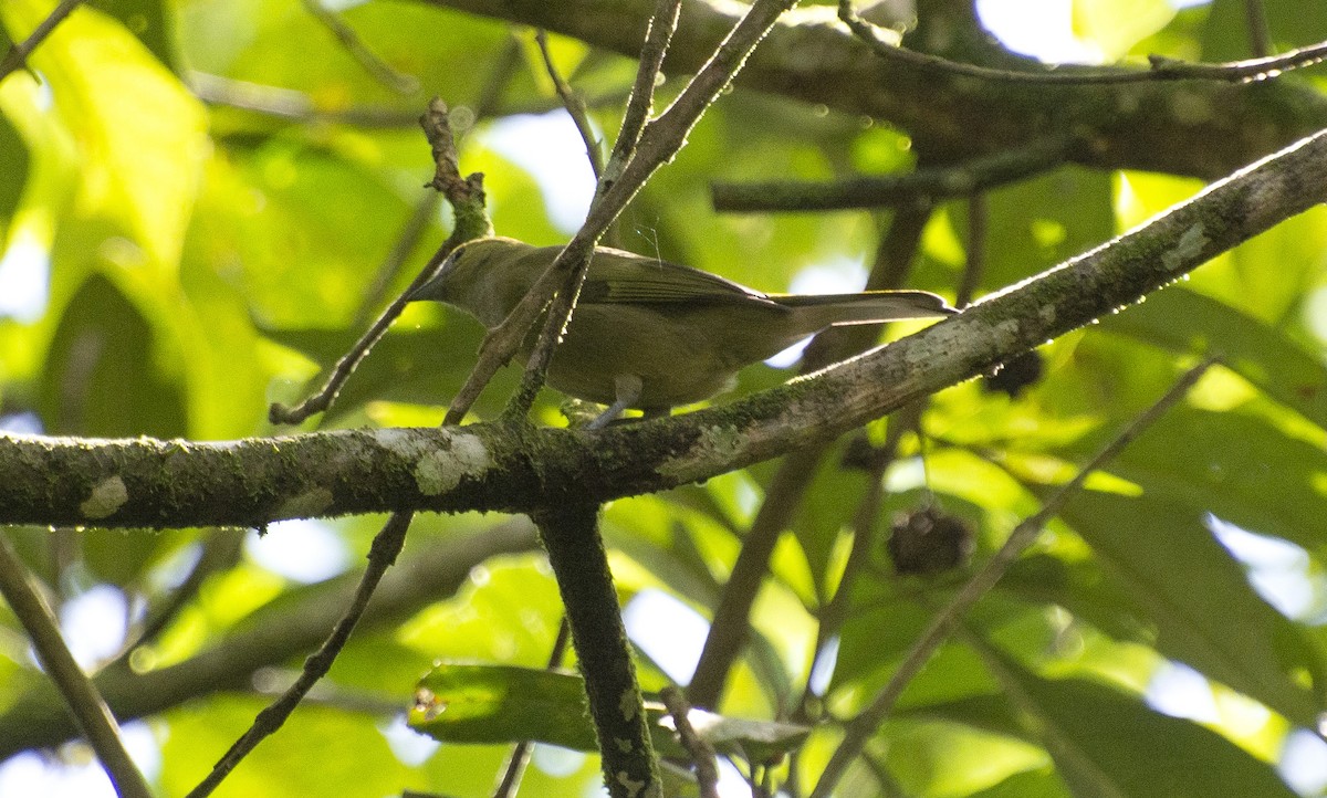 Palm Tanager - ML639310264