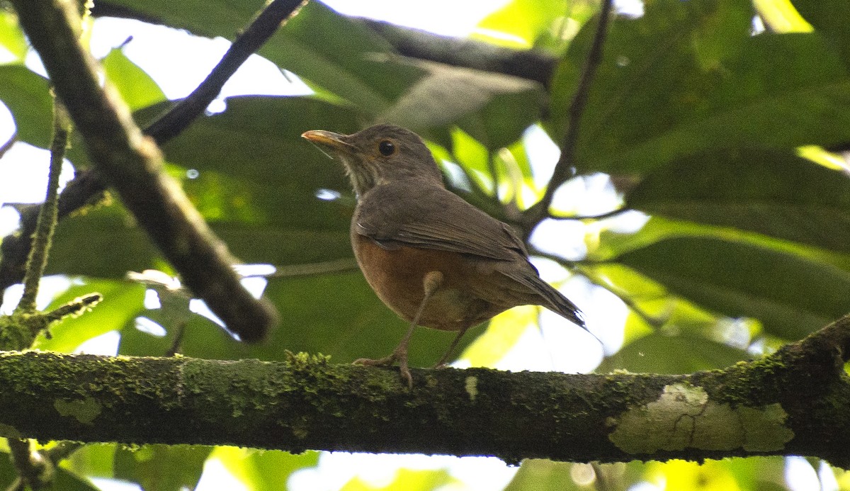 Rufous-bellied Thrush - ML639310270