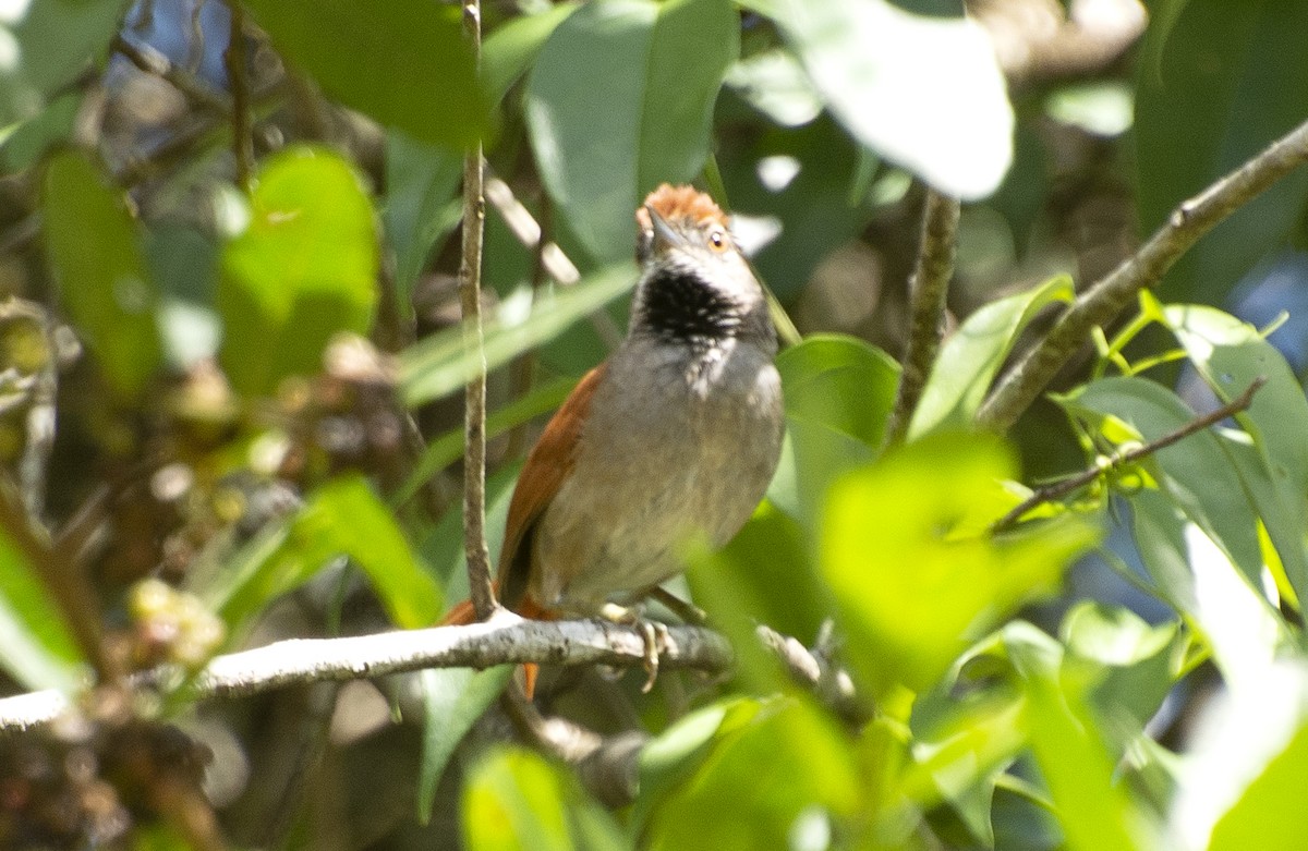 Sooty-fronted Spinetail - ML639310277