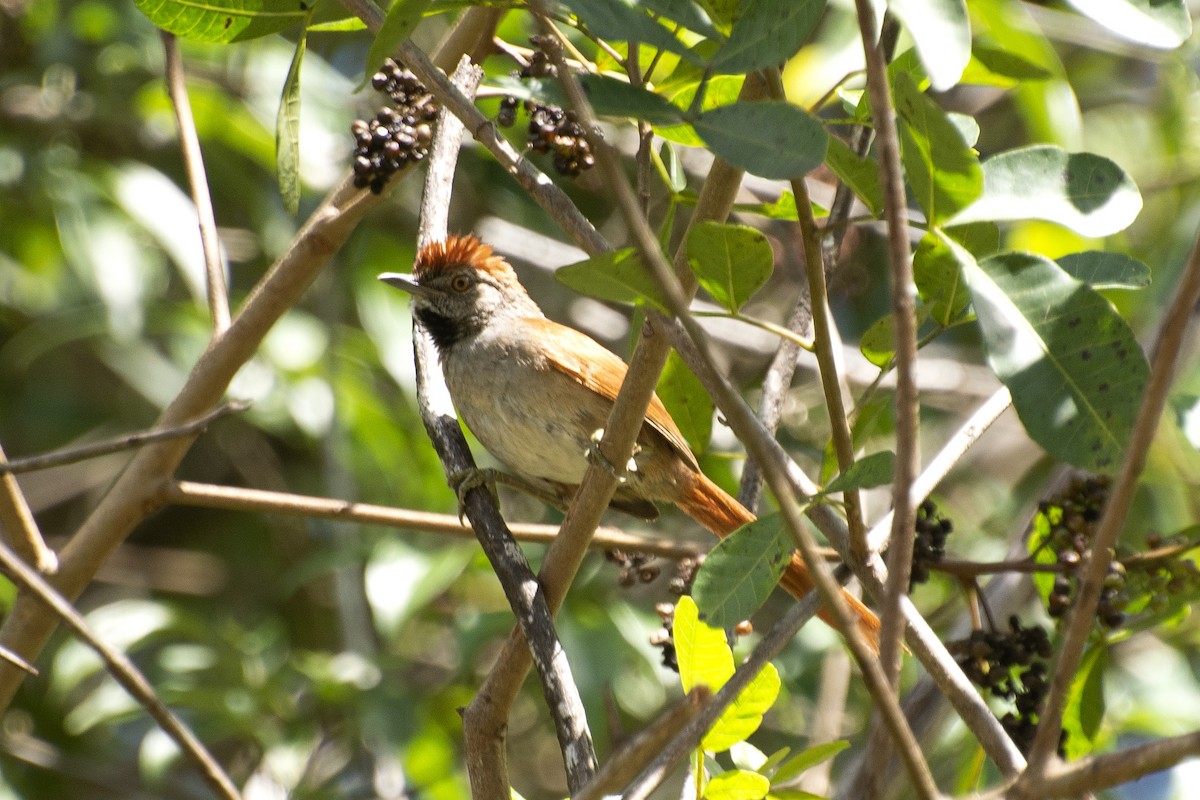 Sooty-fronted Spinetail - ML639310278